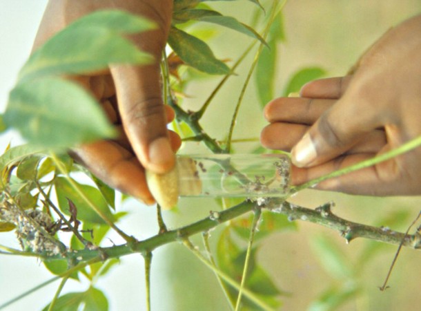 Biocontrol: ‘Predator’ Pesticides Help Farmers Save Their Plants, And The Planet
