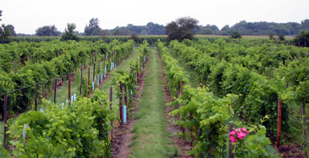 Wisconsin’s grape industry continues to gain momentum