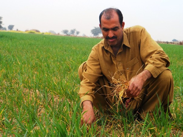 Faced with erratic weather, Pakistan farmers go organic