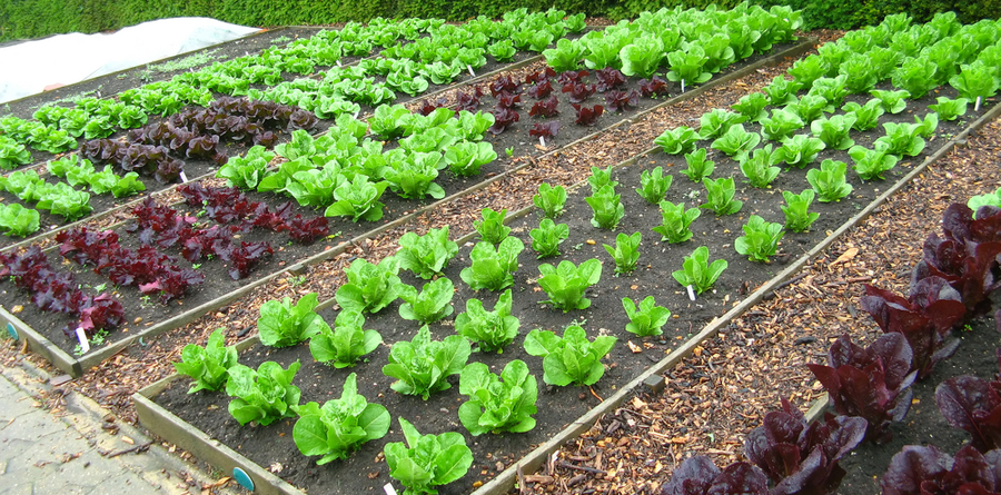 40 Gardening Tips to Maximize Your Harvest – Organic Gardening