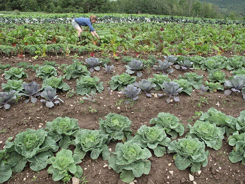Organic farming thrives at Chestnut Cliff Farm in Freeport