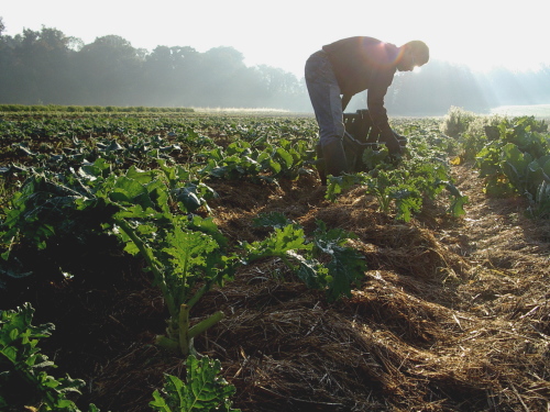 Organic farming more drought resistant: Report