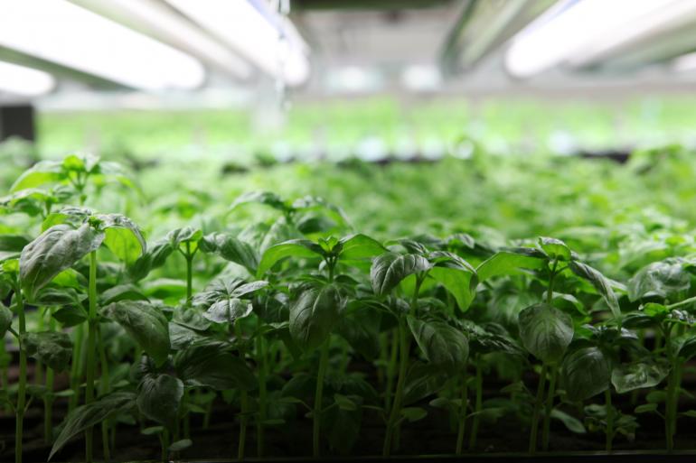 Indoor Farming: Future Takes Root In Abandoned Buildings, Warehouses, Empty Lots & High Rises