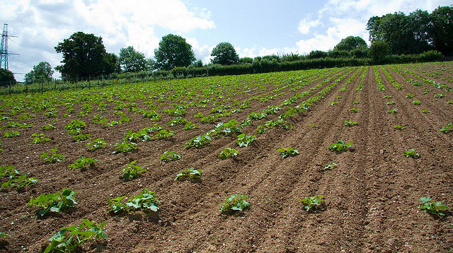 UK: Organic farmings rise shows the strength of economic recovery