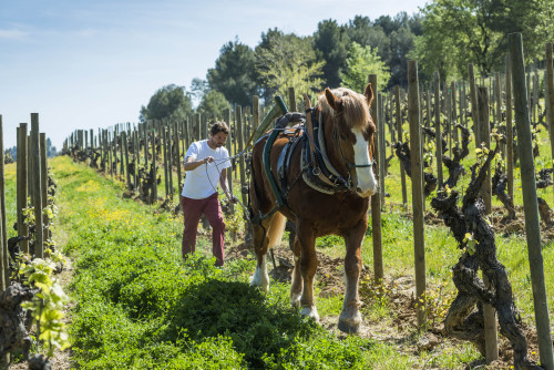 Wine: Biodynamic, Organic; What It All Means