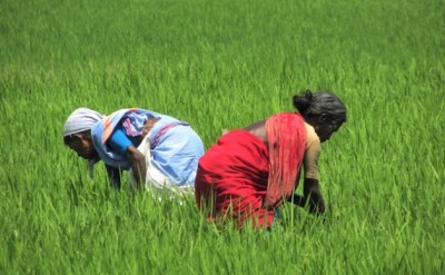 Organic Farming in India Points the Way to Sustainable Agriculture