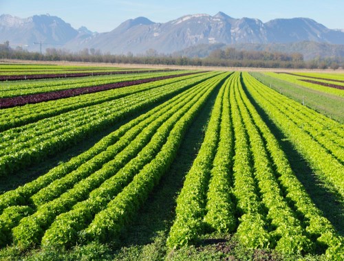 Organic Farming More Productive Than Was Thought