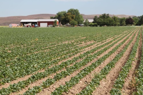 Organic agriculture has room to grow in Idaho