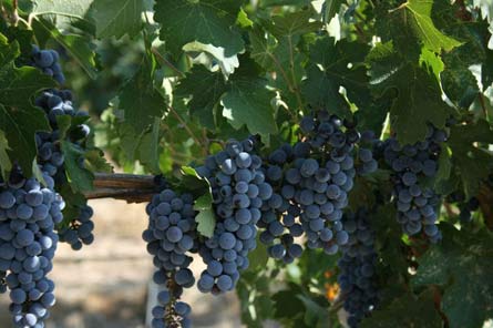 Harvard is Buying Up Vineyards in Drought-Ridden California Wine Country
